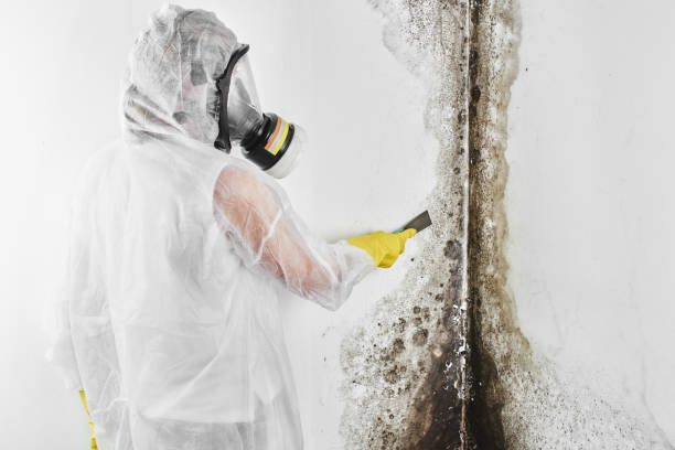 Best White Mold Remediation in Rose Hill, KS