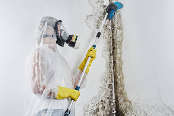 Best Post-Flood Mold Remediation in Rose Hill, KS