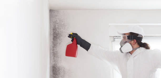 Best DIY Mold Remediation Support Services in Rose Hill, KS