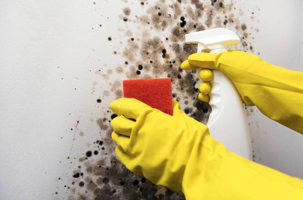 Best Mold Remediation for Specific Building Types in Rose Hill, KS